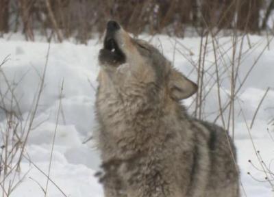 40 سال پس از فاجعه چرنوبیل؛ آیا گرگ ها در حال سازگاری با رادیواکتیو هستند؟ 40 سال پس از فاجعه چرنوبیل؛ آیا گرگ ها در حال سازگاری با رادیواکتیو هستند؟